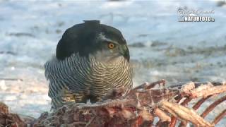 Jestřáb lesní - (Accipiter gentilis) - Northern goshawk - Habicht