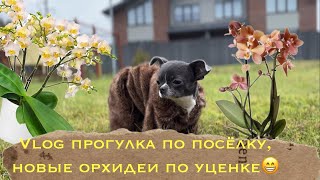 VLOG прогулка по нашему поселку , новые орхидеи по уценке 😁🙈 #phal #orchidflower #чихуахуа