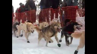 my day in Willow Alaska for the Iditarod (2013)