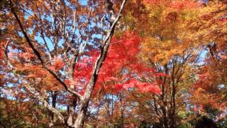 愛知県の紅葉巡り    きららの森  タカドヤ湿地  大井平公園   四季桜の里　2016年11月