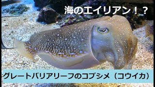 海のエイリアン！？グレートバリアリーフのコブシメ（コウイカ）