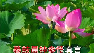 孫曉磊《心有蓮花與佛結緣》