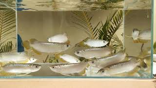 BANJARA RED AROWANA