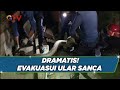 Petugas Damkar Evakuasui Ular Sanca di Rumah Warga, Padang #BuletiniNewsMalam 06/03