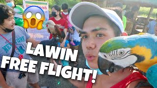 HAWK FREE FLIGHT APAKA LUPIT NG LAWIN LUMIPAD! Macaw flyers PH palipad (ANGONO RIZAL) | Murillo Bros