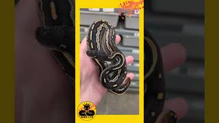 👑 🐍 BH Leo Moj het black axanthic 50% dh hypo pied available now! #ballpython #snkeltd #reptiles