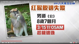 紅猴「男道」逃家中 動物園搜山  八大民生新聞 2021031612