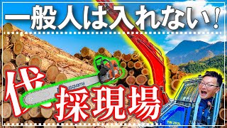 【秋の山のツアー】秩父の山の木から林業の現場•木材が出来るまでの流れを見学できる秋の山ツアー|埼玉県と群馬県で高気密高断熱で設計士がデザインする新築注文住宅の工務店