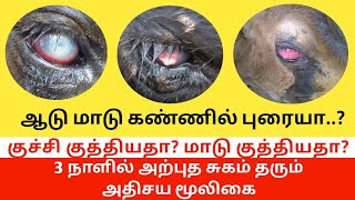 ஆடு,மாடு கண்புரைகளை 3 நாளில் குணப்படுத்தும் அதிசய மூலிகை #CowGoatMedicine