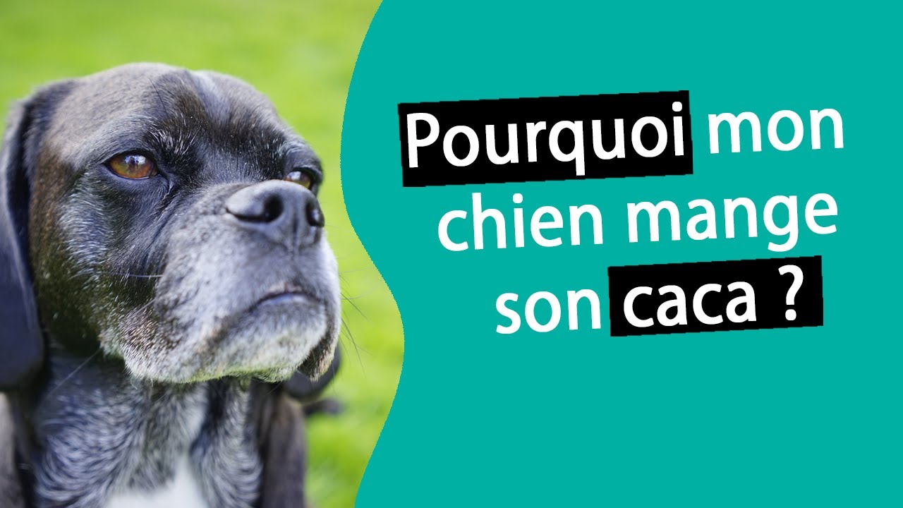 Chien Qui Mange Ses Crottes Que Faire - Chien Nouvelles