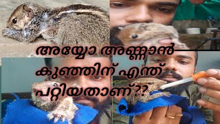 how to feed a squirrel // അണ്ണാൻ കുഞ്ഞിന് എങ്ങനെ ഫീഡ് ചെയ്യാം #മൃഗസ്നേഹികൾ #youtube #viral #malayali