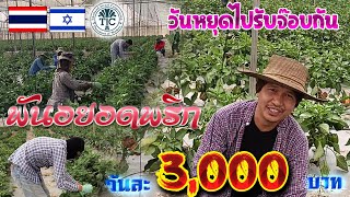 รับจ๊อบวันละ3,000บาท #แรงงานไทยในอิสราเอล