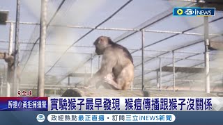 猴子是無辜的...巴西民眾報復猴痘染疫 下毒丟石頭攻擊猴子 ｜記者 謝廷昊｜【國際局勢】20220811｜三立iNEWS