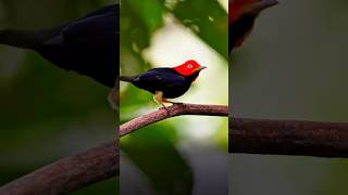 Amazing Red-Headed Manakin Dance: Nature's Ultimate Showstopper