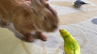 うさぎが最強インコに勝負を挑むも、あえなく返り討ちに合う瞬間がこちらです。　(No.739)