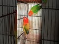 parrot couple birds indian viralvideo