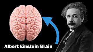 How Albert Einstein's Brain was different from other Human beings?
