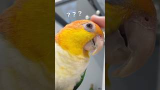 何回タップしたら怒るかやってみた【シロハラインコ】 #shorts