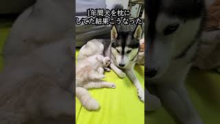 猫が1年間犬を枕にしてた結果こうなった...笑#猫 #shorts