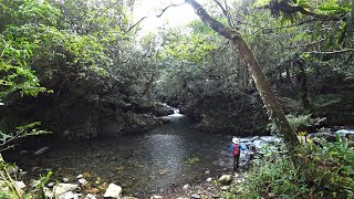 健行映象－四堵溪畔古道、四堵苗圃步道、四堵古道後段20220917