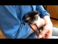 子猫ミルキー　抱っこで遊ぶ　the kitten which is cuddled and plays