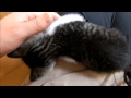 子猫ミルキー　抱っこで遊ぶ　the kitten which is cuddled and plays