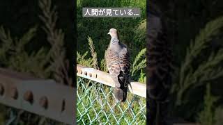 一羽の鳩  🕊️ ①