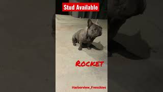 Rocket | Frenchie Stud Available | Harborview Frenchies #shorts