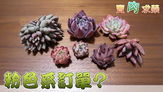 【賣肉求榮】Vol.25 多肉開箱．不知不覺就挑了一堆粉色系的多肉