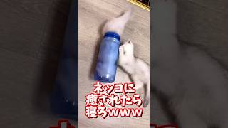 ネッコの動画で癒されたら寝ろｗｗｗ　#2ch #2chまとめ 動物スレ #2ch面白いスレ #動物 #犬 #猫 #癒やし #ねこ動画