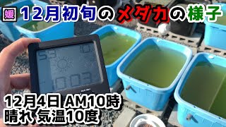 12月初旬のメダカ達の様子～餌を切るタイミングは？蓋はどうする？寒さ対策～