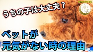 病院に行ってもペットの元気が戻らないときは？ ～知らない人が多いペットに元気がない時の理由について～