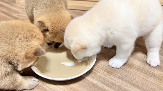 The puppies trying solid food for the first time