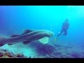 Mozambique, Tofo diving