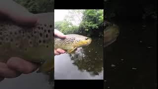 Fishing for Trout with the Gunki power game spinning rod in N Ireland