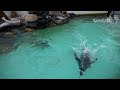 おたる水族館 ジェンツーペンギン達の不思議