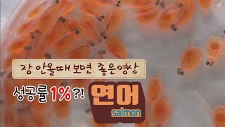 연어가 성공률 1% 도전한다구?!!! (Back-homing of Salmons)