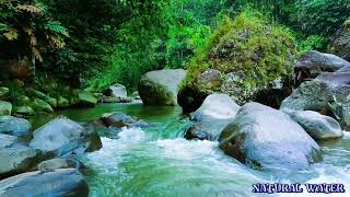 Peaceful River Sounds 🌿 Gentle Flowing Water \u0026 Forest Ambience for Sleep \u0026 Relaxation