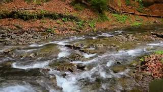 Autumn River Sounds -  Relaxing Nature Video - Sleep_ Relax_ Study - 9 Hours
