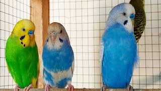 3 Hour Budgie Melodies to Cheer Up Lonely Birds