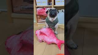 【パグ】チャンネル登録者600名様突破👹🌟#パグ #pug #shorts #日常 #癒し #犬のいる暮らし