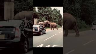 දුර්ලභ දර්ශනයක් බලන්න ඒ සෙනෙහස අදරය the elephant 🐘 love #elephant #lovely #love #music #viral