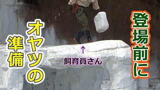 登場前、飼育員さんが朝のおやつセット💗シロクマの母娘【天王寺動物園】