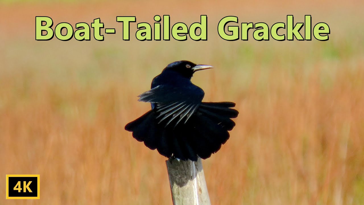 Beautiful Boat Tailed Grackle Youtube