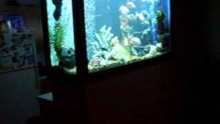 Shakes fish tanks, 200 gallon freshwater, wall tank