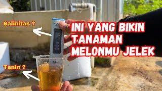 Cara menghilangkan zat tanin dan salinitas pada cocopeat untuk media tanam melon