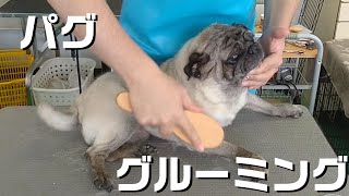 【トリミング】５倍速でわかる！パグのグルーミング【３３２時間目】　|　(5Xspeed)Trimming for Pug