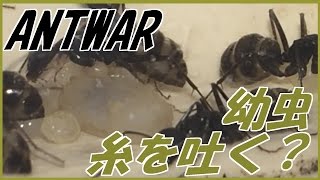 蟻戦争＃107   貴重映像？幼虫が繭を作るところ編～larva of an ant becomes a cocoon～