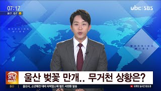 LTE울산 벚꽃 만개   무거천 상황은   230329