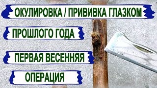 🍇 Окулировка/прививка глазком/ прошлого года без пробуждения. Результаты зимовки, первые операции.